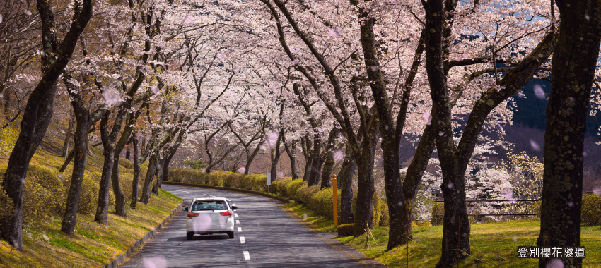 登別櫻花隧道